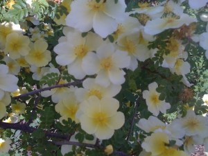 ROSA PRIMULA (Historic) (Species)